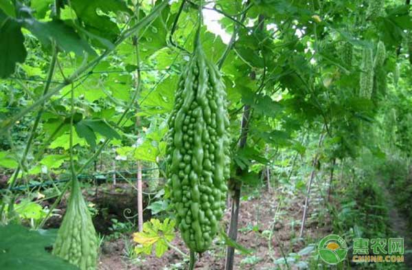 å—æ–¹åœ°åŒºå¤§æ£šè‹¦ç“œç§‹å»¶åŽæ ½åŸ¹æŠ€æœ¯è¦ç‚¹