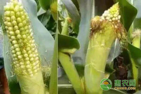 çŽ‰ç±³ä¸ºä»€ä¹ˆä¼šéœ²é¡¶?çŽ‰ç±³éœ²é¡¶å¤„ç†åŠžæ³•
