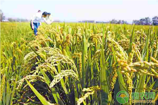 ç”¬ä¼˜4949å†ç”Ÿç¨»å…¨ç¨‹æœºæ¢°åŒ–æ ½åŸ¹æŠ€æœ¯è¦ç‚¹