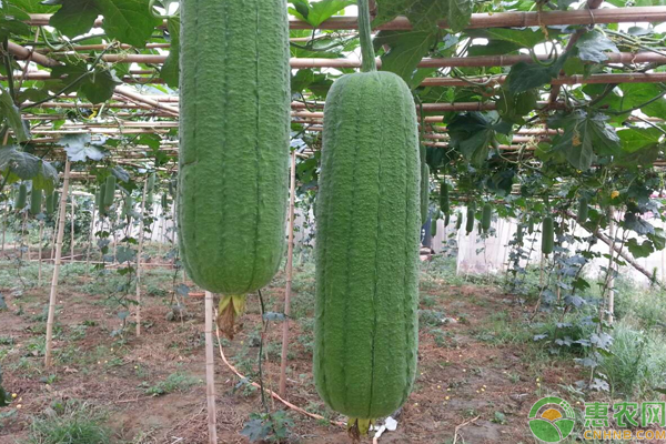 ä¸ç“œç§æ¤æ¡ä»¶åŠä¸°äº§æ ½åŸ¹è¦ç‚¹
