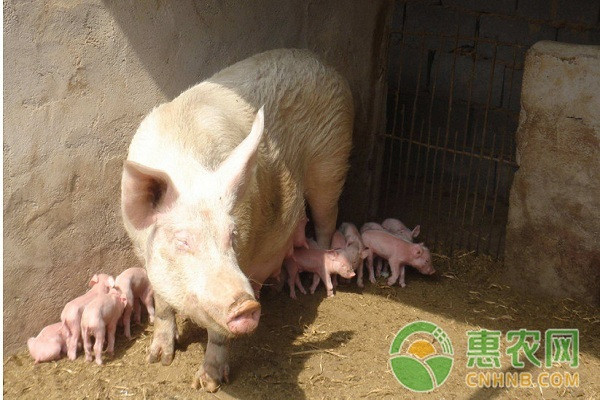 çŒªå¤§è‚šå­æ€Žä¹ˆåŠžï¼ŸçŒªå¤§è‚šå­çš„åŽŸå› åŠæ²»ç–—æ–¹æ³•