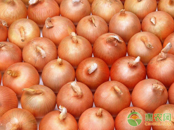 How to store onions