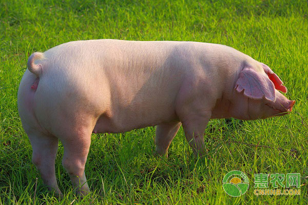 How should pig farmers regulate the feeding process of sows?