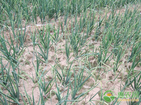 How to prevent onion downy mildew