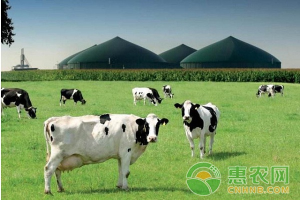 å¥¶ç‰›