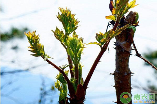 åˆºé¾™èŠ½æ€Žä¹ˆè‚²è‹—ï¼Ÿåˆºé¾™èŠ½çš„å…¨ç¨‹è‚²è‹—æŠ€æœ¯è¯¦è§£