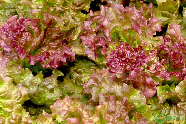 ç´«å¶ç”Ÿèœç§æ¤æŠ€å·§