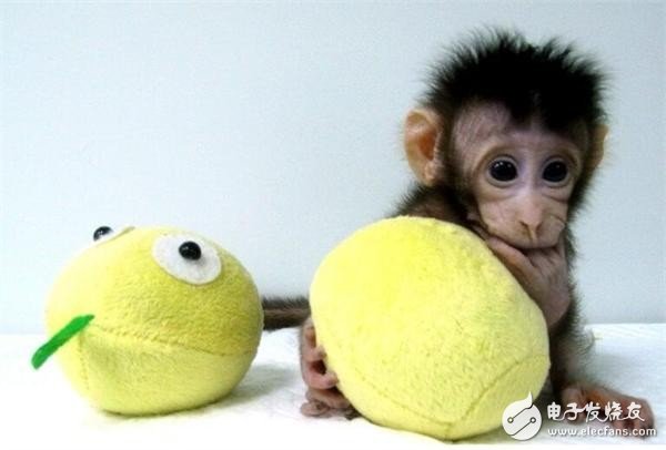 Two cloned monkeys are born: cancer is expected to be cured, a major breakthrough in world life sciences