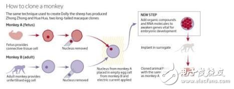 Two cloned monkeys are born: cancer is expected to be cured, a major breakthrough in world life sciences