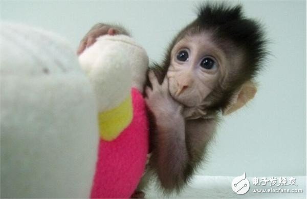Two cloned monkeys are born: cancer is expected to be cured, a major breakthrough in world life sciences