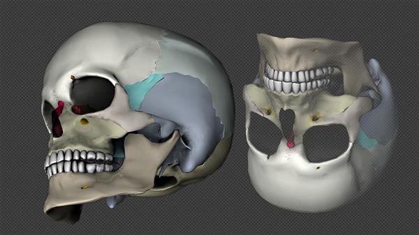 New Zealand scientists make new breakthroughs in bio 3D printed bones