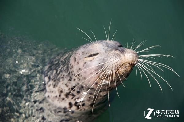 3D printing helps scientists uncover the secrets of seal beards