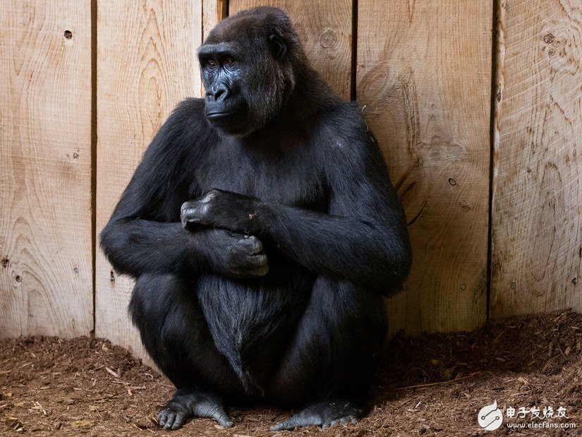 Google AI recognizes blacks as "gorillas" two years later: even if they can recognize them, they don't dare to identify them.