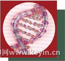 Figure 1 DNA double helix