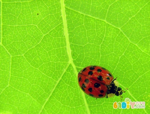 Bottle cap handmade small ladybug