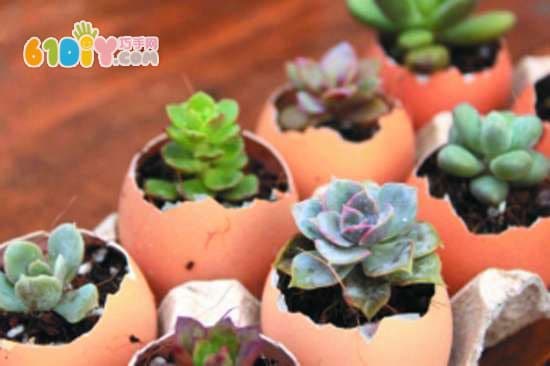 Handmade egg shell potted