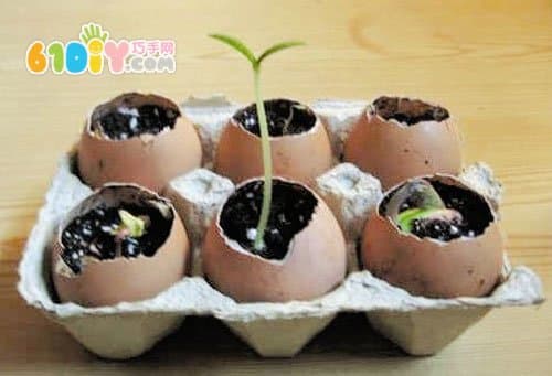 Handmade egg shell potted