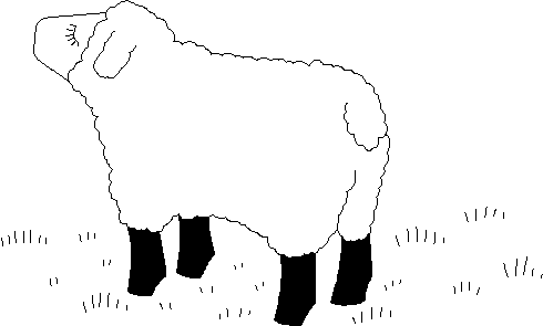 16 Lamb Color Map