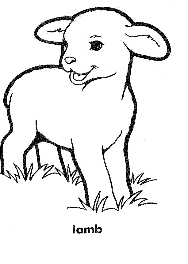 16 Lamb Color Map