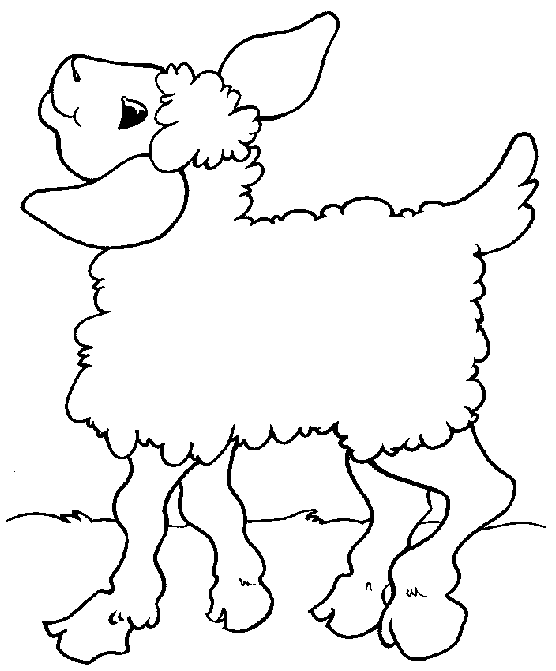 16 Lamb Color Map