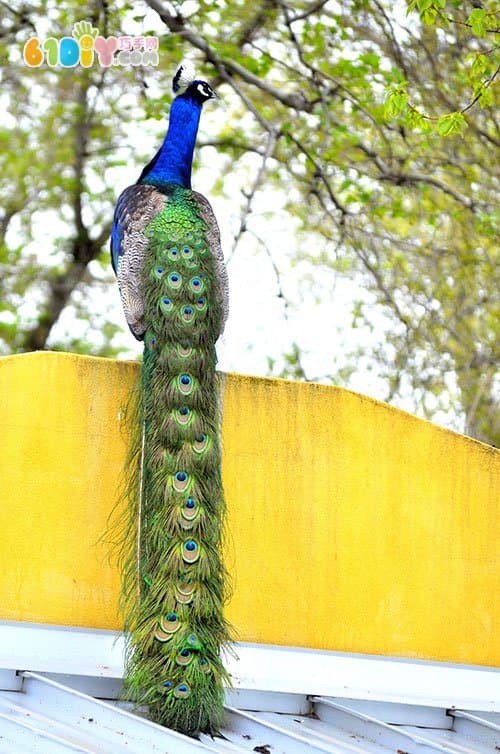 Children's creative handmade paper plate peacock DIY