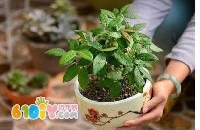 How to Grow a Longan Potted Plant