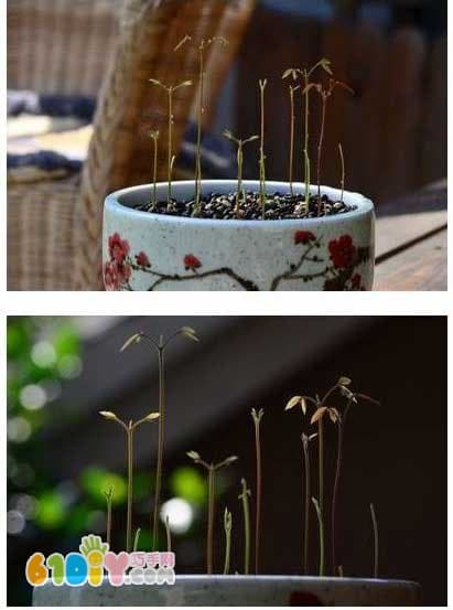 How to Grow a Longan Potted Plant