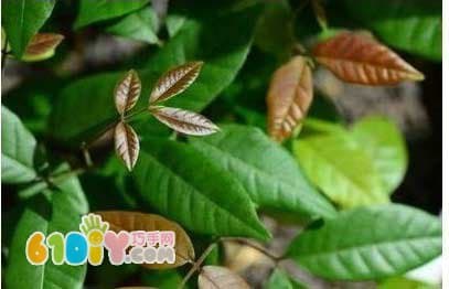 How to Grow a Longan Potted Plant