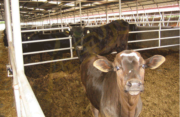 Fermentation Bed Cattle