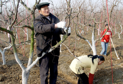 Apple Fertilizer Picking