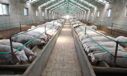 Jinbao Fermentation Bed Sheep