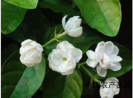 Jasmine cultivation comprehensive management technology