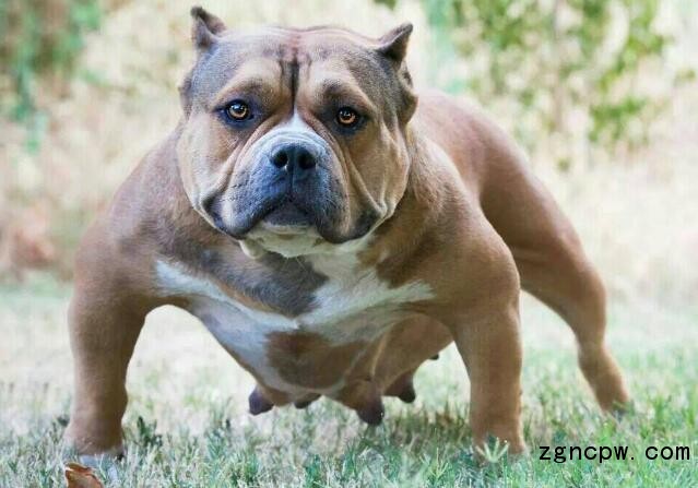 Bully dog