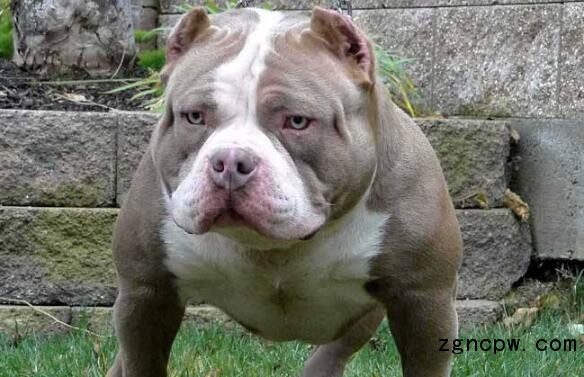 Bully dog