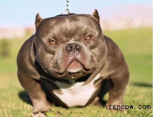 Bully dog