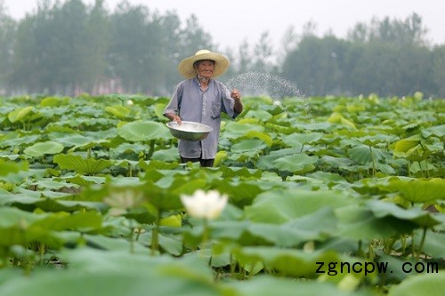 What do you need to pay attention to when applying lotus root fertilization?