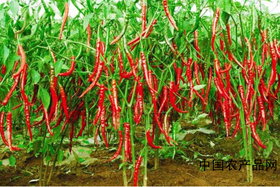 Pepper cultivation technology