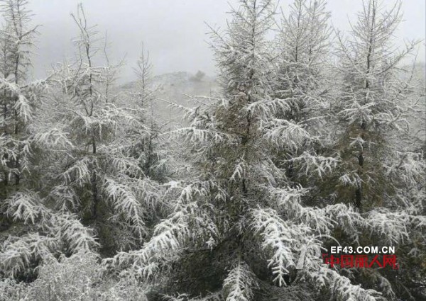 åŒ—äº¬ä¸‹é›ª è·ç¦»ä½ ç©¿å¤§è¡£çš„æ—¶å€™è¿˜çŸ­å—