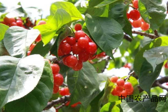 Cherry breeding method