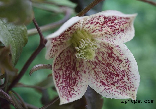 Bozhong Agriculture is beautiful because of "freckles"