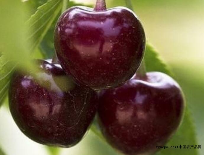 What kinds of Dalian cherries are there?