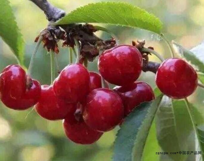 What kinds of Dalian cherries are there?