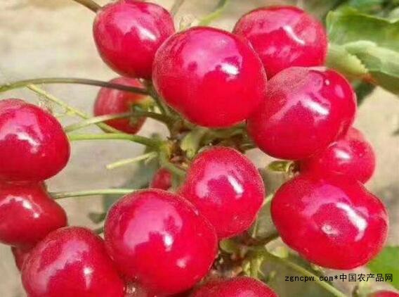 What kinds of Dalian cherries are there?