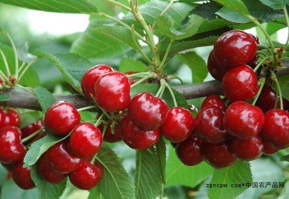 What kinds of Dalian cherries are there?