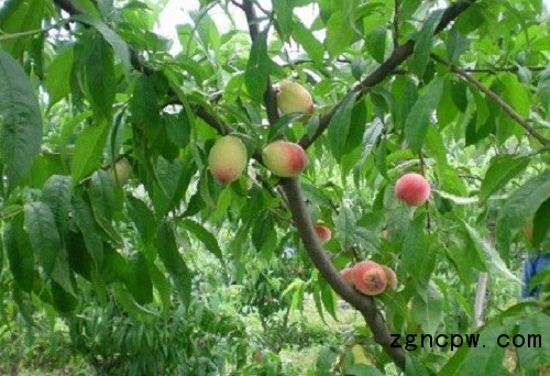 Standard of peach tree flowering and fruit thinning