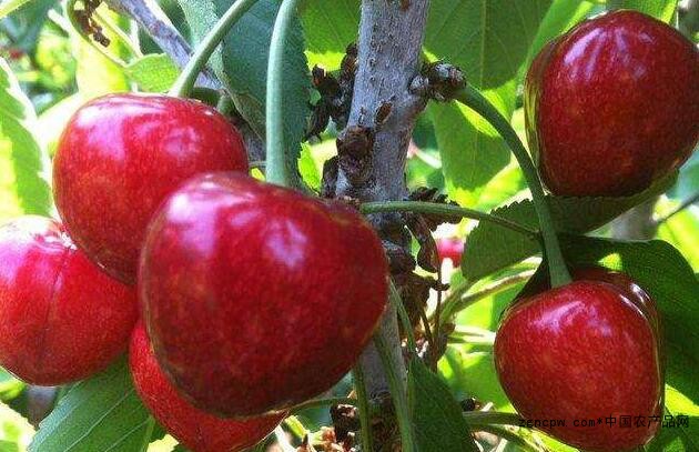 What kinds of Dalian cherries are there?