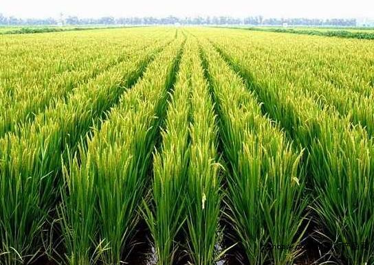 How is selenium-enriched rice grown?