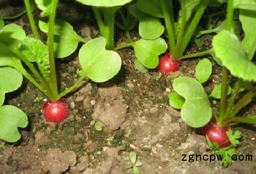 High quality cultivation method of fruit radish