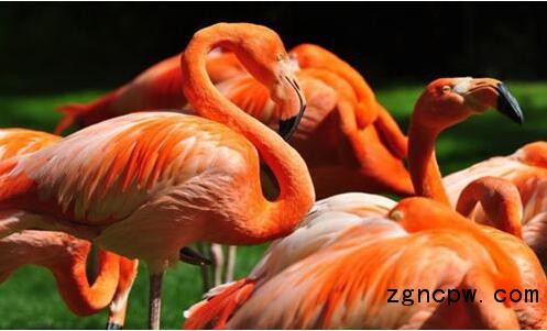 "Flamingo"--Bozhong Agricultural Declassification of the Queen of the Fujimoto File