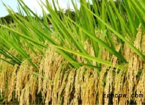 The future development trend of rice industry